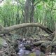 84- Dans la foret 